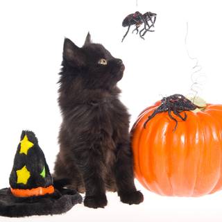 Halloween cat and dog wallpaper