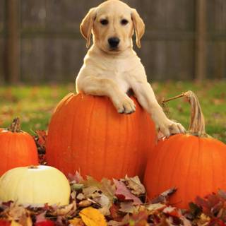 Cute dogs fall wallpaper