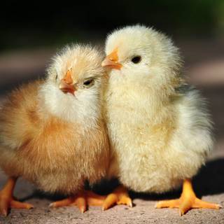 Cute chicken wallpaper