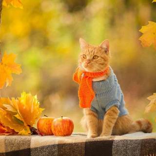 Autumn kittens wallpaper
