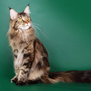 Maine Coon cat wallpaper