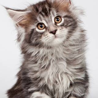 Maine Coon cat wallpaper