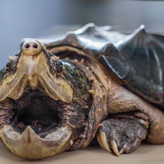 Snapping turtle wallpaper