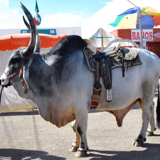 Brahma bull wallpaper