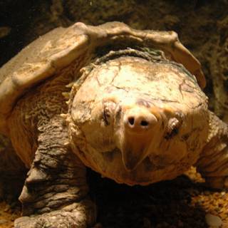 Snapping turtle wallpaper