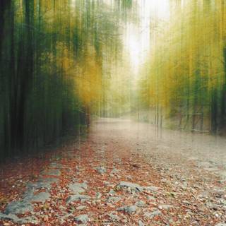 Blurry autumn wallpaper