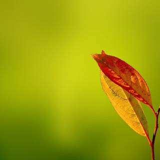 Blurry autumn wallpaper