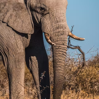 Africa iPhone wallpaper