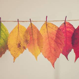 Autumn aesthetic 4k wallpaper