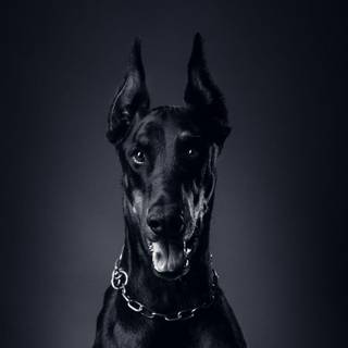 Puppy Dobermans wallpaper