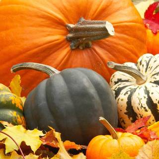 Fall autumn pumpkin wallpaper