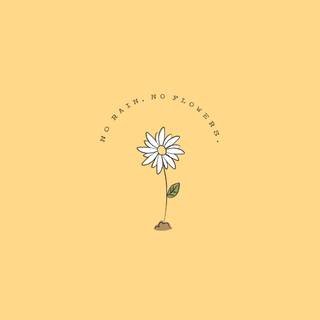 No Rain No Flowers wallpaper