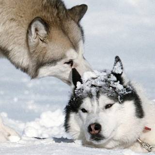 Eight Below wallpaper