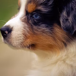 Toy Australian Shepherds wallpaper