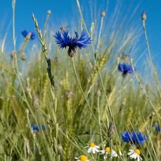 Cornflower wallpaper