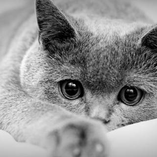 British cat wallpaper