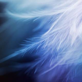 White feather wallpaper