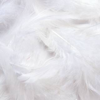 White feather wallpaper