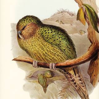 Kakapo wallpaper