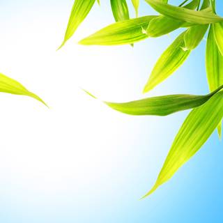 Cute leaves wallpaper