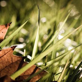 Fall iPhone 12 wallpaper