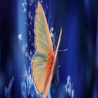 Mobile butterfly HD wallpaper