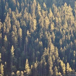 Coniferous forest wallpaper