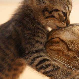 Cat couple wallpaper