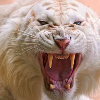 Rare animals wallpaper