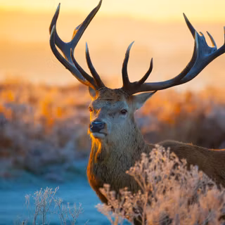 Rare animals wallpaper