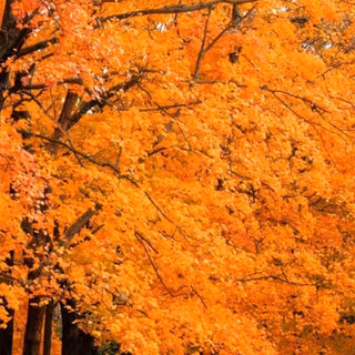 iPhone 4k autumn mobile full wallpaper