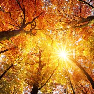 Autumn library wallpaper