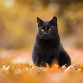 Black cat autumn wallpaper