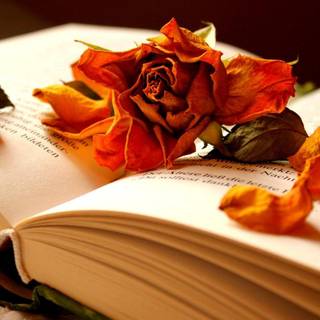 Autumn and books wallpaper