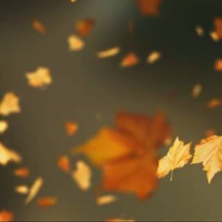 Flying autumn leaves wallpaper