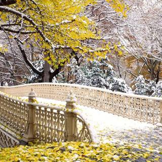 New York autumn leaves wallpaper