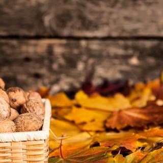 Nuts autumn wallpaper