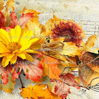 Nuts autumn wallpaper