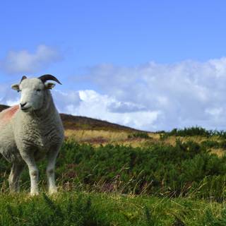 Blue sheep wallpaper
