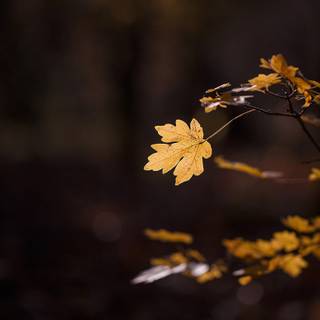 Autumn macro wallpaper