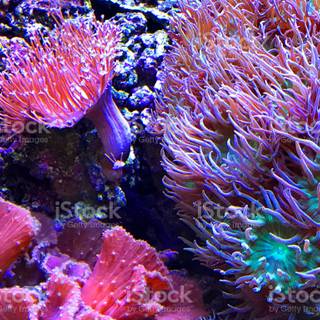 Sea anemone wallpaper