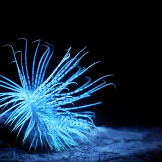 Sea anemone wallpaper