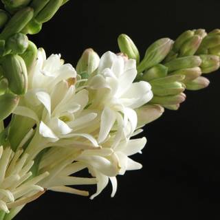 Tuberose wallpaper
