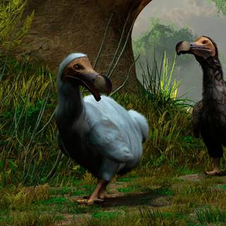 Dodo bird wallpaper