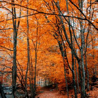 Autumn paths wallpaper