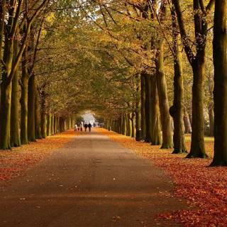 Autumn paths wallpaper