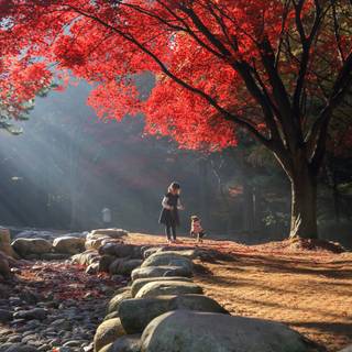 Autumn South Korea wallpaper