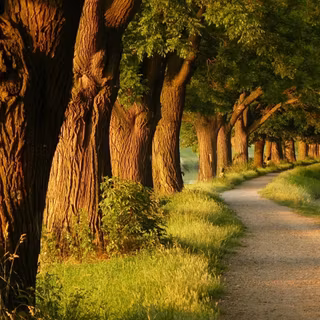 Autumn paths wallpaper