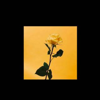 Yellow and black aesthetic wallpaper