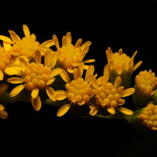 Yellow and black aesthetic wallpaper